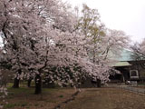 本堂 サクラと本堂
