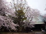 本堂 サクラと本堂