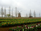 チューリップ畑