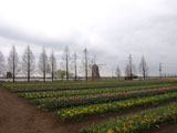 チューリップ畑
