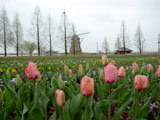 チューリップ