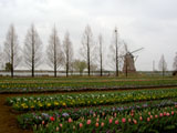 チューリップ畑