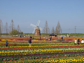 チューリップ畑