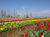 チューリップ畑と風車