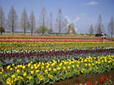 チューリップと風車