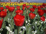 チューリップ 赤