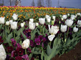 チューリップ 白と紫