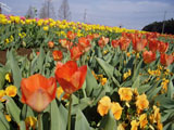 チューリップ オレンジ