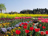 チューリップ
