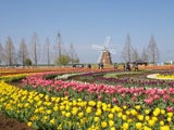 チューリップ畑