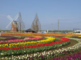 チューリップ畑