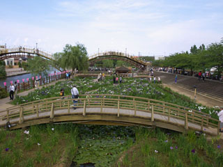 花菖蒲 あやめ園