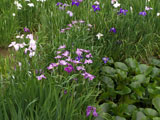 花菖蒲 花菖蒲