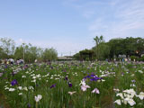 花菖蒲 あやめ園