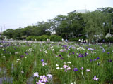 あやめ園 花菖蒲