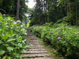 あじさい坂