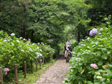 あじさい坂