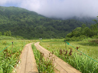 栂池自然園の木道