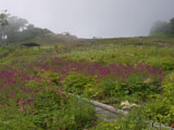 アルプス山野草園