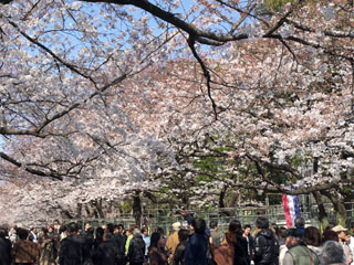 桜 サクラ