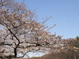 桜 サクラ