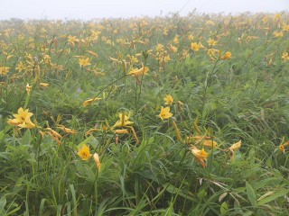 ニッコウキスゲ ニッコウキスゲ