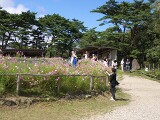 馬 馬