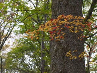 紅葉