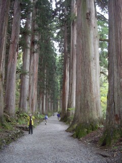 杉並木 戸隠神社 奥社参道並木道