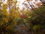 山道 雨飾山 紅葉
