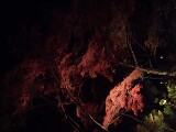 真っ赤な紅葉 神護寺