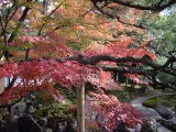 紅葉 御内庭
