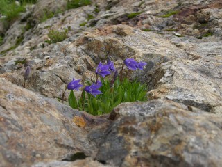 イワギキョウ イワギキョウ