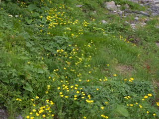 ミヤマキンポウゲの群落 ミヤマキンポウゲの群落