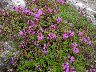 イブキジャコウソウ イブキジャコウソウ