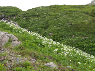 ハクサンイチゲの群落 ハクサンイチゲの群落