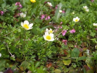 チングルマとイワカガミ チングルマとイワカガミ