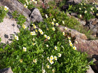 チングルマ チングルマ