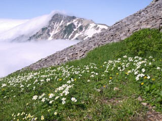 ハクサンイチゲの群落 ハクサンイチゲの群落