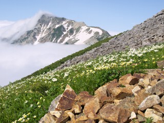 チングルマとハクサンイチゲ 白馬岳