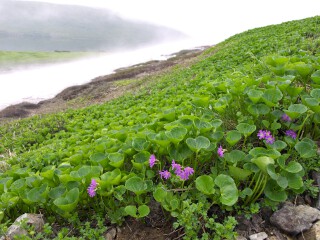 ハクサンコザクラ ハクサンコザクラ