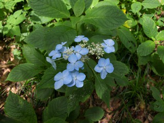 エゾアジサイ エゾアジサイ