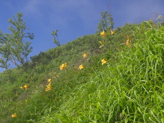 ニッコウキスゲ ニッコウキスゲ