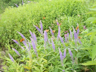 クガイソウと蝶 クガイソウと蝶