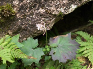 オクモミジハグマ