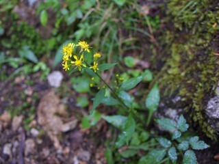 アキノキリンソウ