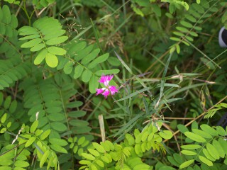 カワラナデシコ