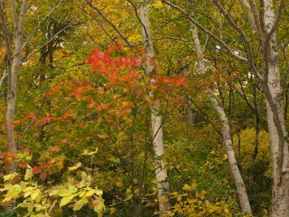 モミジ 紅葉 モミジ