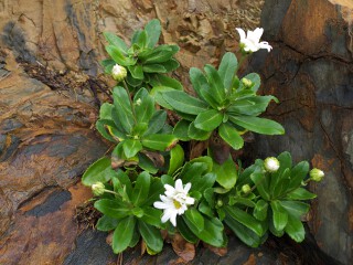 ハマギク ハマギクの花