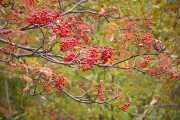 ナナカマドの実 紅葉 ナナカマド